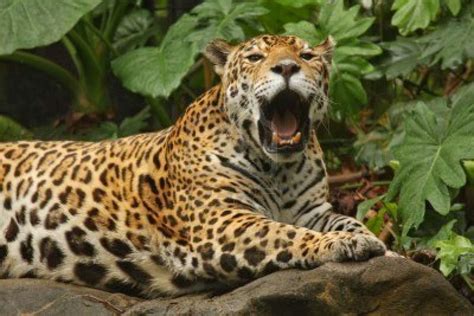 jaguar Animals | Amazing Facts & Latest Pictures | Animals Lover