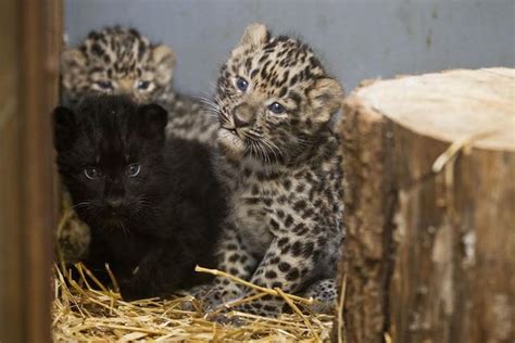 ZOMG BABY AMUR LEOPARDS!!!