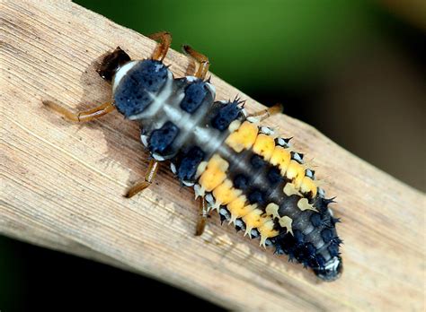 Harmonia axyridis larva - Entomology Today