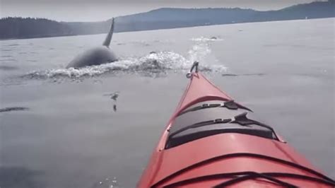 Orca pod surrounds kayaker near San Juan Island - British Columbia ...