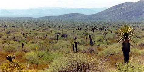 Chihuahuan Desert & Ecoregion (Mexico) | LAC Geo