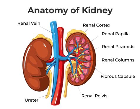 Excretory System Diagram Labeled