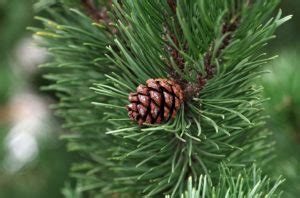 Gymnosperms: Features, Classification, Reproduction and Fertilization