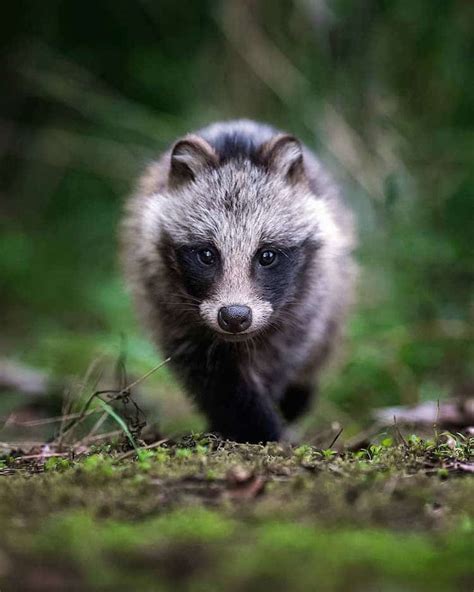 Photographer Captures Enchanting Photos of Finland’s Forest Animals