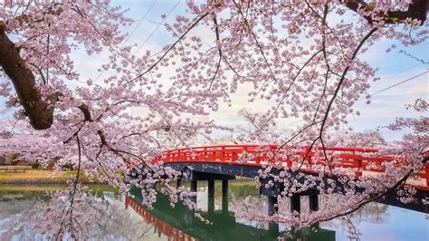 The best places to see cherry blossoms in Japan – outside of Tokyo