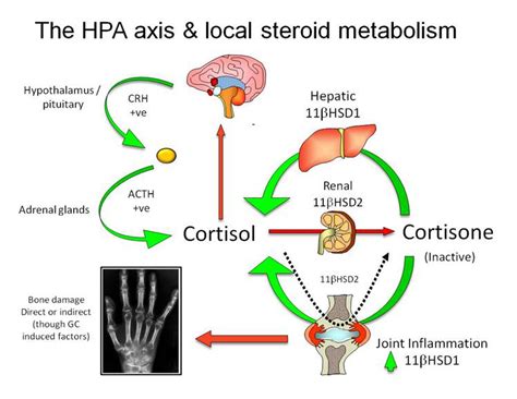 Endogenous glucocorticoids in inflammation: contributions of systemic ...