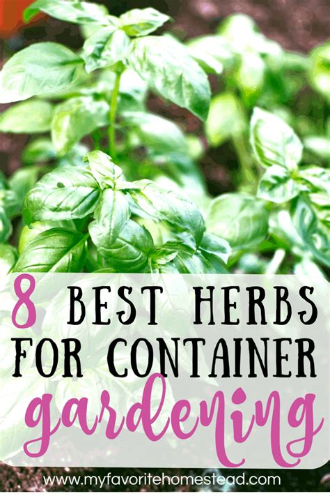 Herb Container Gardening - My Favorite Homestead