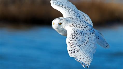 Download Flight Bird Animal Snowy Owl HD Wallpaper