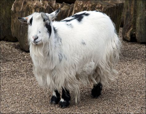 Goat (African Pygmy) - Dudley Zoo and Castle