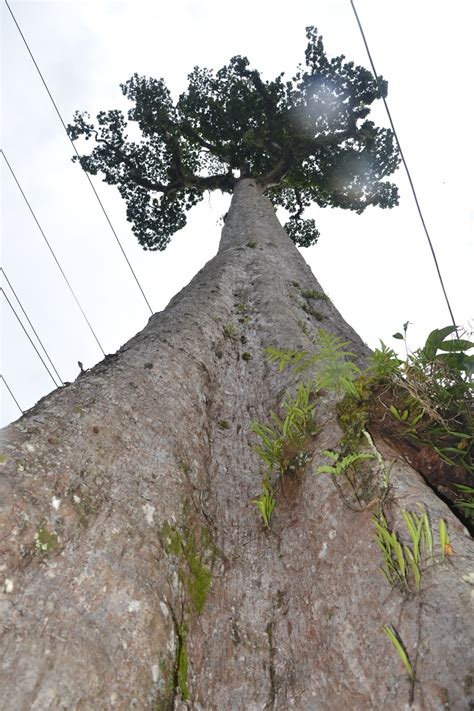 Giant Toog Tree - Agusan Del Sur