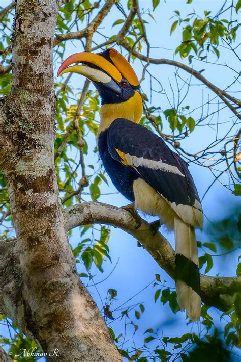 State Bird of Kerala - Great Hornbill - Buceros bicornis - PhotoValiant