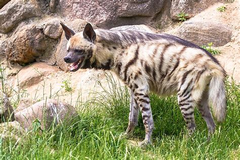 What is the National Animal of Lebanon? - WorldAtlas