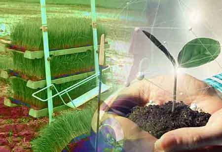 Agrivoltaic Farming: Crops Growth Under Solar Panels