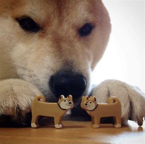 dog making two toy dogs kiss : r/MemeTemplatesOfficial