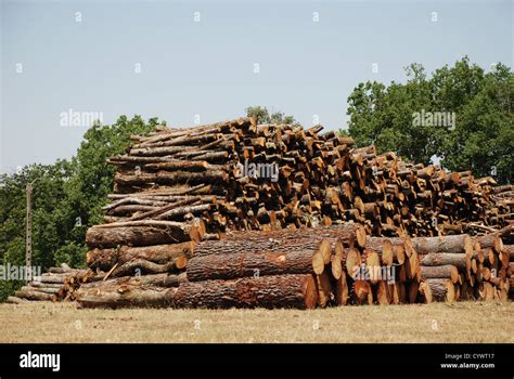 Timber log pile Stock Photo - Alamy