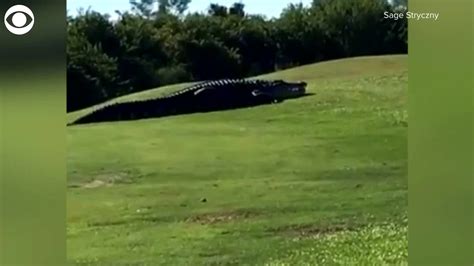 WEB EXTRA: Chubbs The Giant Alligator Roams Florida Golf Course - YouTube