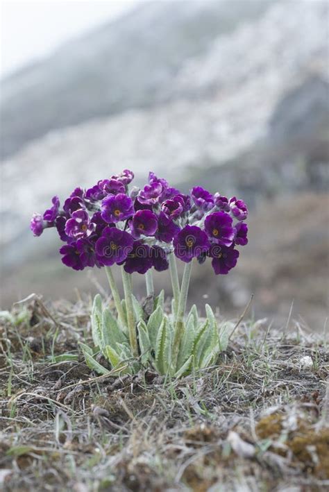 Wild Flowers Of High Altitude, Himalayas Stock Photo - Image of ...