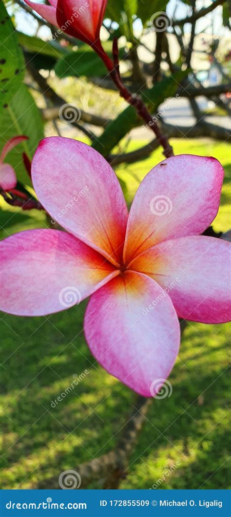 Pink Calachuchi Flower stock image. Image of calachuchi - 172855509