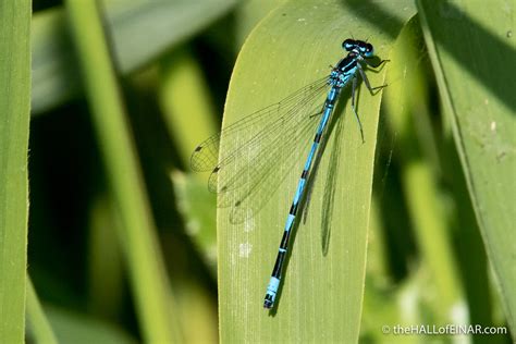 Variable Damselfly – David at the HALL of EINAR