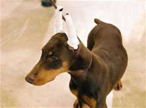 Corte de cola y orejas al Doberman - ComoCriar.org