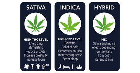 7 Tips to choose the Right Marijuana Strain for You