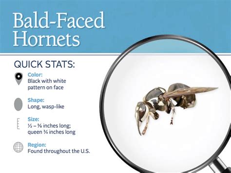 Bald-Faced Hornet - Information, Photos, & Hornet Stings