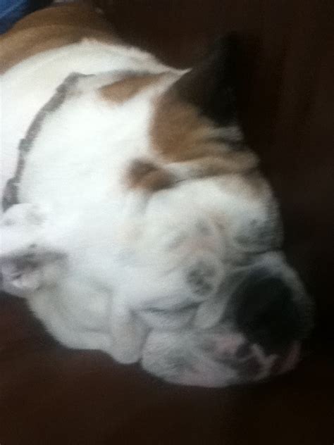 Sleeping bulldog | Dogs, Animals, Bulldog