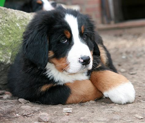 Royalty-Free photo: Bernese mountain puppy prone lying on ground at ...