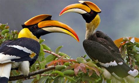 birding in murchison falls park - murchison falls park birding tours