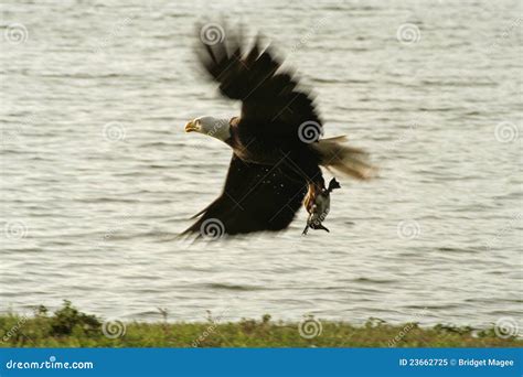 Bald Eagle Hunting Royalty Free Stock Photo - Image: 23662725