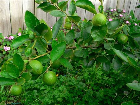 citrus aurantifolia nama common - Claire Payne