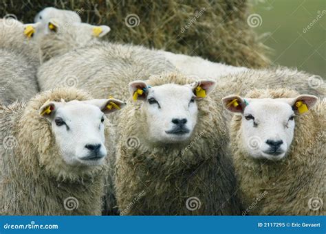 Curious looking sheep stock image. Image of spring, maternal - 2117295