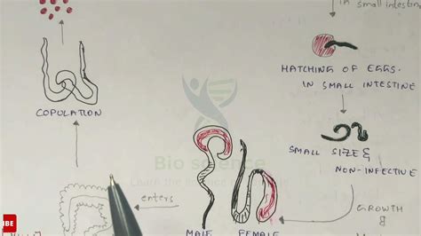 Trichuriasis | Whipworm structure, Life cycle, Symptoms and treatment | Bio science - YouTube