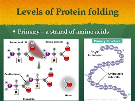 PPT - Protein Synthesis and Protein Folding PowerPoint Presentation, free download - ID:2804584