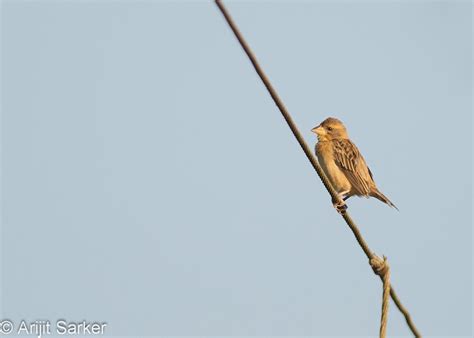 Mostly Indian Birds: Birding in Goa