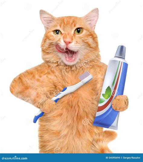 Brushing Teeth Cat. Stock Photo - Image: 54595694