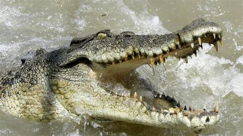 Saltwater Crocodile Attacks