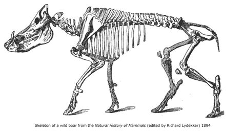 Family Suidae: The Pigs - Untamed Science