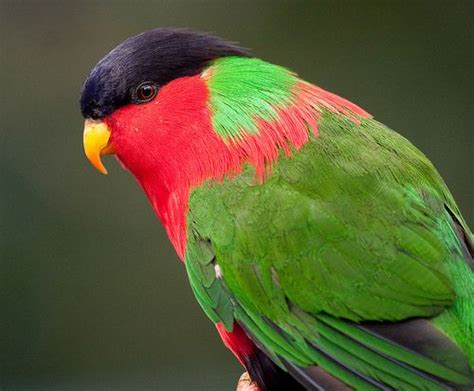 Collared Lory | Pet birds, Funny birds, Pretty birds