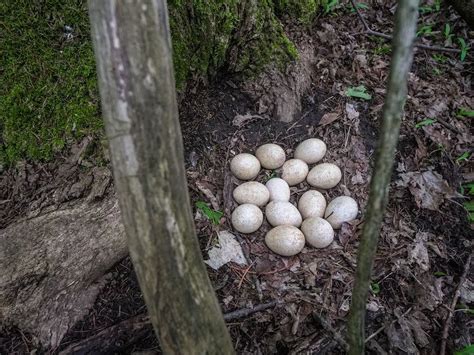 Wild Turkey Nesting (Behavior, Eggs + Location) | Birdfact