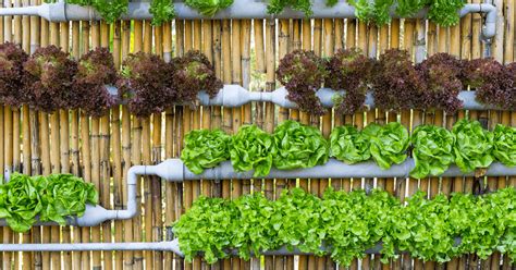 What’s trending in sustainable gardening for 2022? | Coolabah Turf