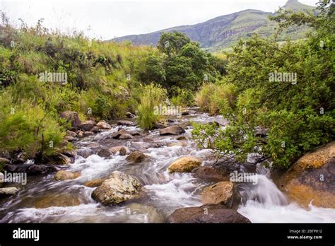 An exceptionally full Sterkspruit stream in the Monks Cowl Nature Reserve, in the Drakensberg ...