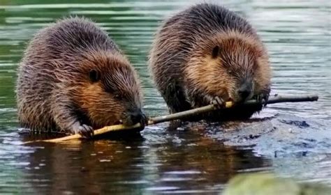 Capybara vs. Beaver: Key Differences in Behavior and Characteristics