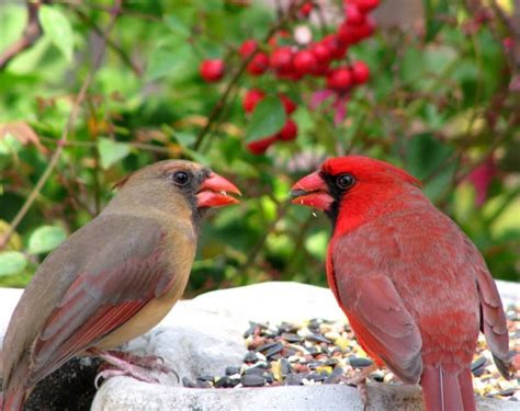 lets do lunch ... | Cardinal birds, Bird, Bird pictures