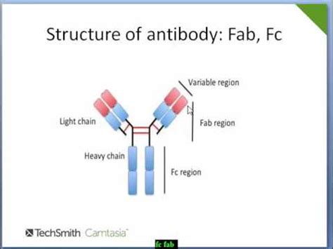 Antibody: Structure. Fc .Fab region. Epitope , Paratope..... Easy description. - YouTube