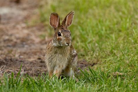 Pam Monahan's Wildlife and Nature Blog: My friend, the Eastern Cottontail