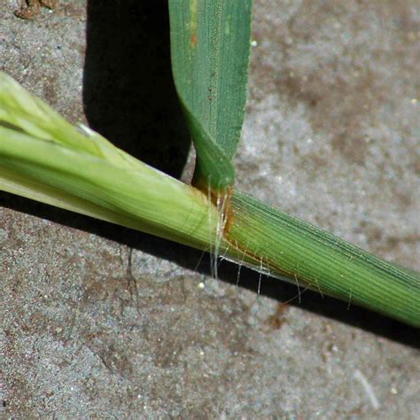 What Does Crabgrass Look Like?