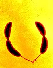 Caulobacter crescentus - microbewiki