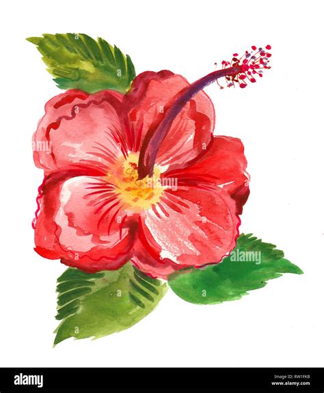 Red hibiscus flower with green leaves. Watercolor painting Stock Photo - Alamy