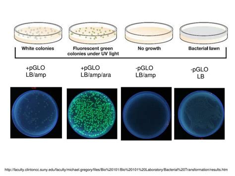 PPT - pGLO Transformation LAB AP LAB 6 PowerPoint Presentation, free download - ID:6594483